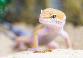 gecko-2299365_1280
