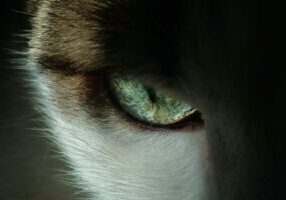 pexels-francesco-ungaro-3324591